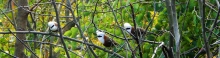 pangot-birding-tour-report